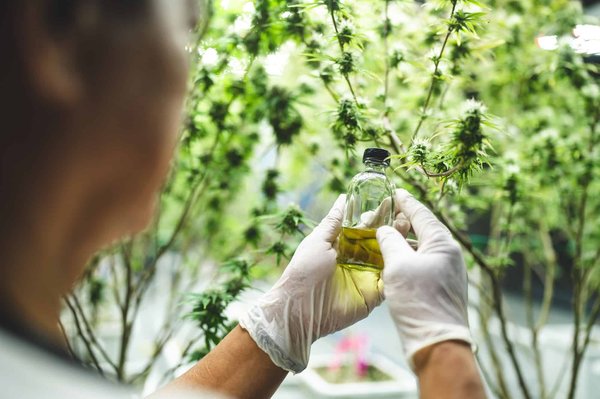 Les diverses gammes de produits proposées par CBD Pas Chere