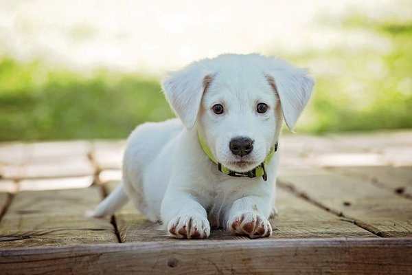 Comment rendre heureux son chien ?